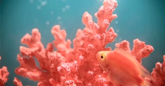 2019年流行的&ldquo;珊瑚橘&rdquo;主打色調(diào)