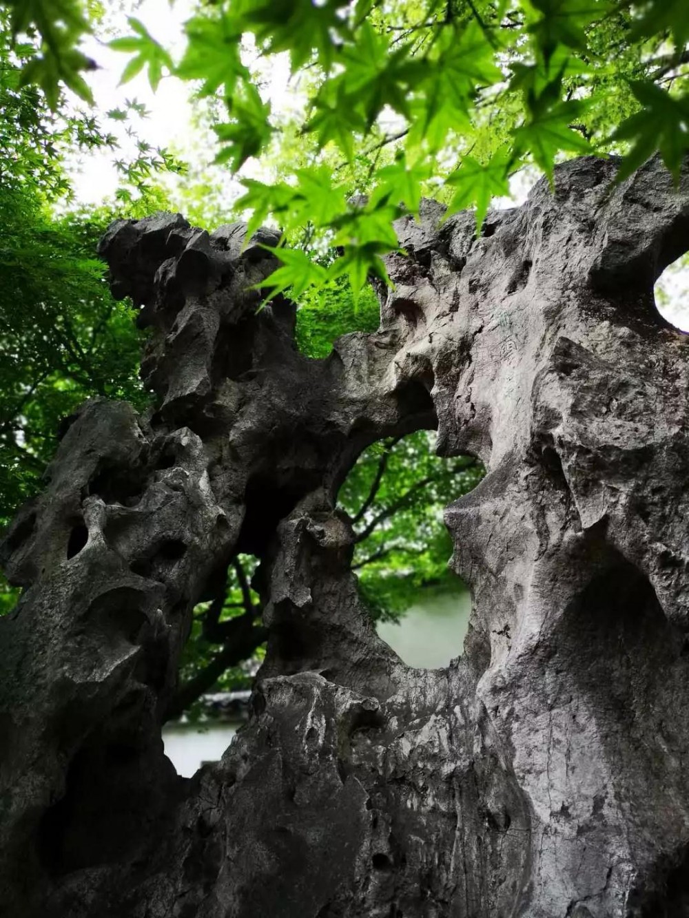  留園內的傳奇太湖石